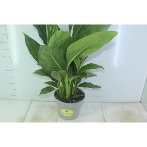 SPATHIPHYLLUM COM FLOR P19 COM FLOR