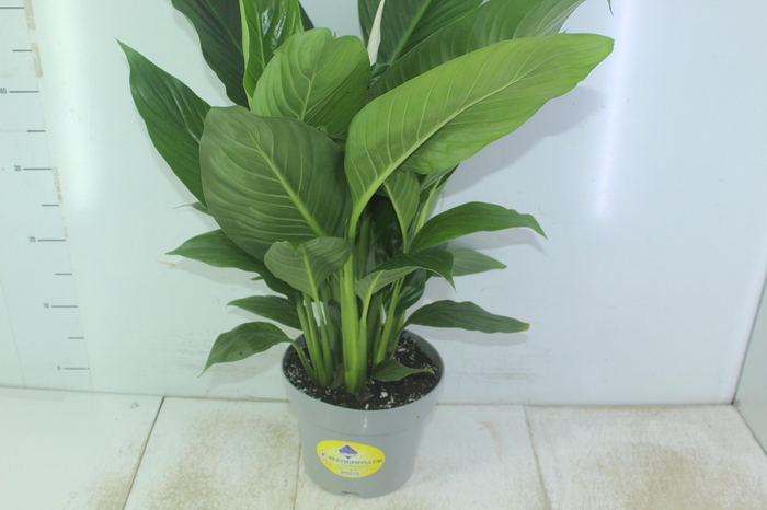 <h4>SPATHIPHYLLUM COM FLOR P19 COM FLOR</h4>