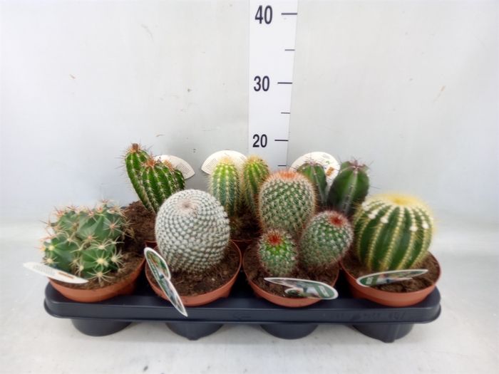 <h4>Cactus   ...mix</h4>