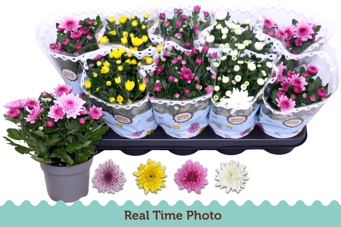 <h4>CHRYS GEVULDBL GEM</h4>