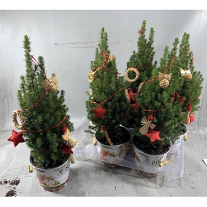 KERSTBOOM VERSIERD