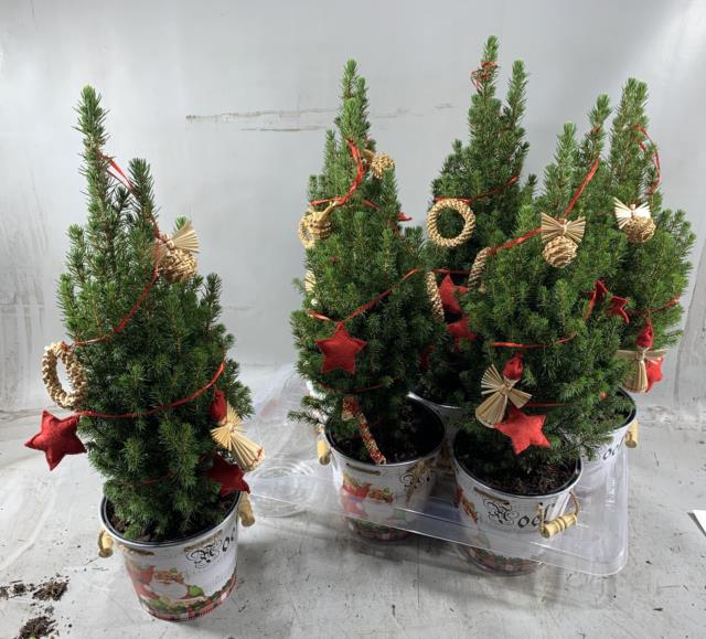 KERSTBOOM VERSIERD