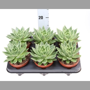 Echeveria  'Miranda'