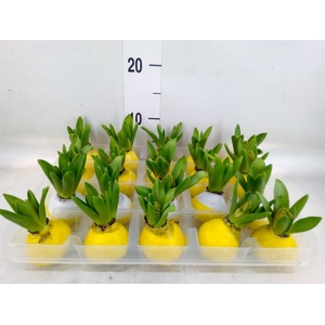 Hyacinthus orie.   ...waxed L%