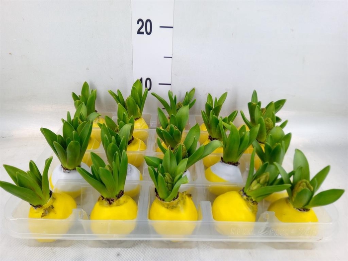 <h4>Hyacinthus orie.   ...waxed L%</h4>