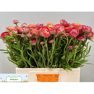 HELICHRYSUM OV