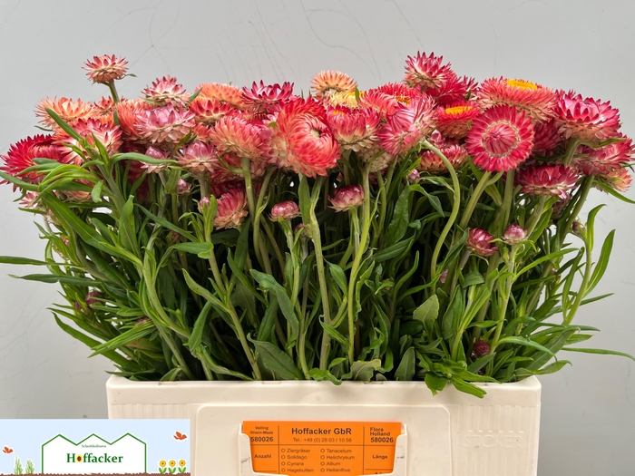 <h4>HELICHRYSUM OV</h4>