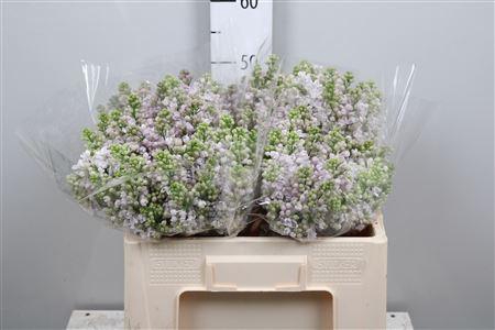 <h4>Syr V Lila Wonder 4+</h4>