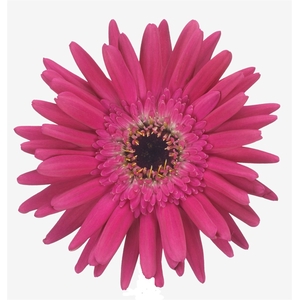 Germini Queeni Joy Water x60
