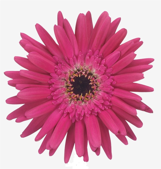 <h4>Germini Queeni Joy Water x60</h4>