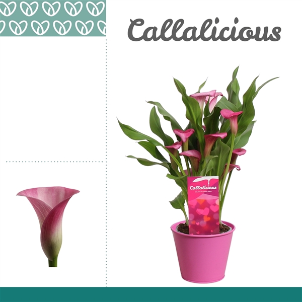 <h4>Zantedeschia Roze in Ompot Zara LOVE</h4>