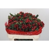 Hypericum True Romance Spray