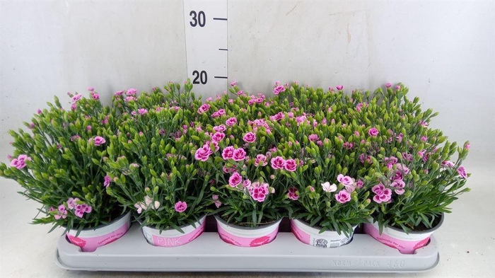<h4>Dianthus  'Pink Kisses'</h4>