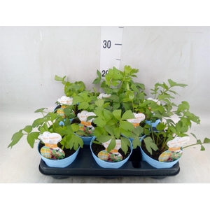 Levisticum officinale