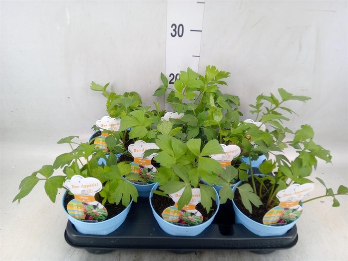 <h4>Levisticum officinale</h4>