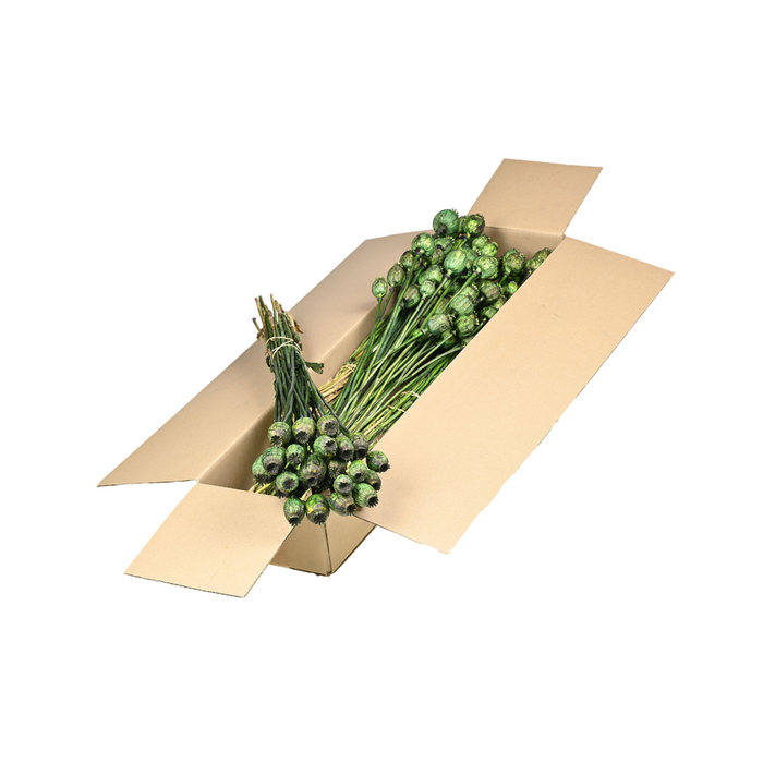 <h4>Papaver Sb Moss Green</h4>