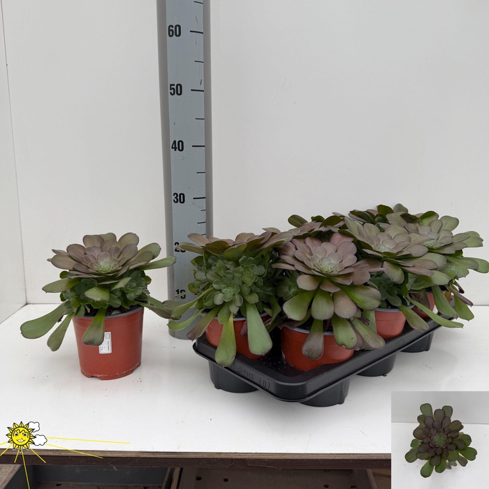 <h4>AEONIUM AB VELOURS</h4>