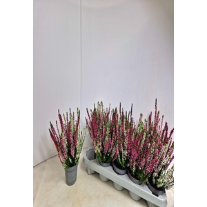CALLU NOVA GEM 3 KL