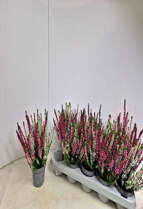 <h4>CALLU NOVA GEM 3 KL</h4>