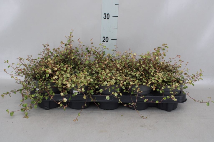 Muehlenbeckia com. 'Mao'ri'