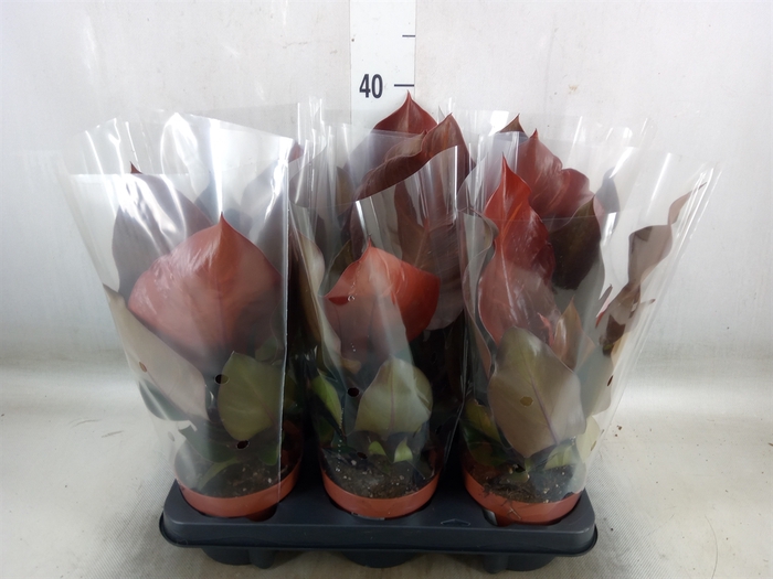 <h4>Philodendron   ...</h4>