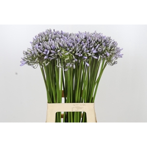 Agapanthus Silberpfeil