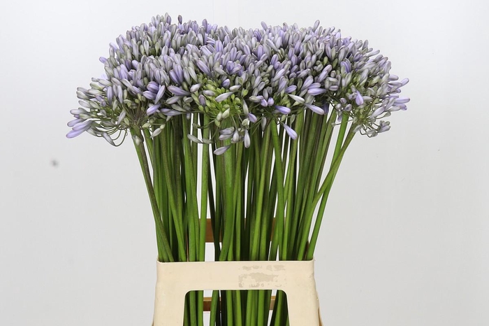 <h4>Agapanthus Silberpfeil</h4>