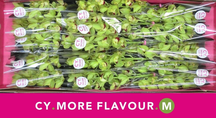 Cymbidium Green Rock