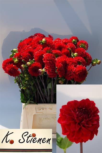 <h4>DAHL RED CAP</h4>