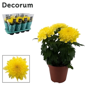 Decorum Chrysanne® Zembla Next Yellow