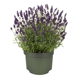 Lavandula 