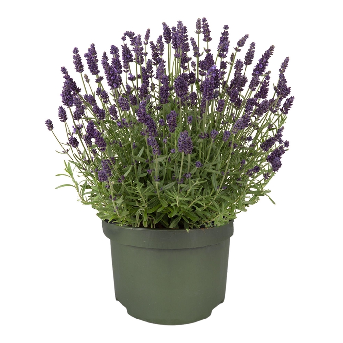 <h4>Lavandula "Valence Dark Violet"</h4>