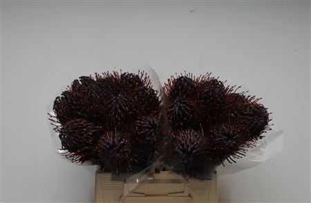 <h4>Leuco Klbh Aubergine</h4>