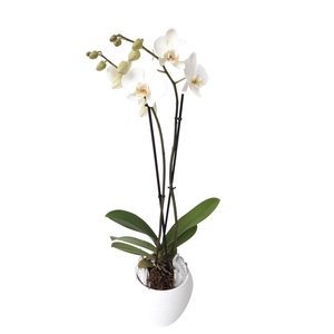 Arrangement Phalaenopsis