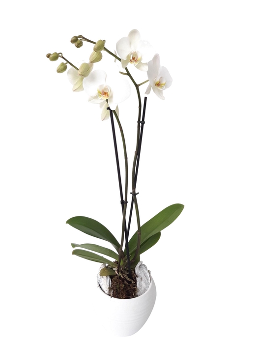 <h4>Arrangement Phalaenopsis</h4>