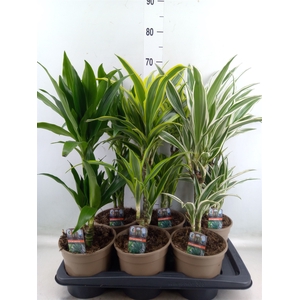 Dracaena fr de   ...mix