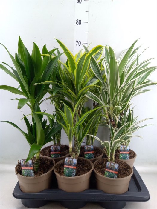 <h4>Dracaena fr de   ...mix</h4>