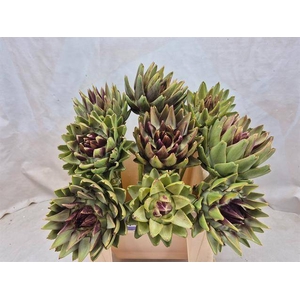 CYNARA SC GREEN GLOB