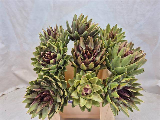<h4>CYNARA SC GREEN GLOB</h4>