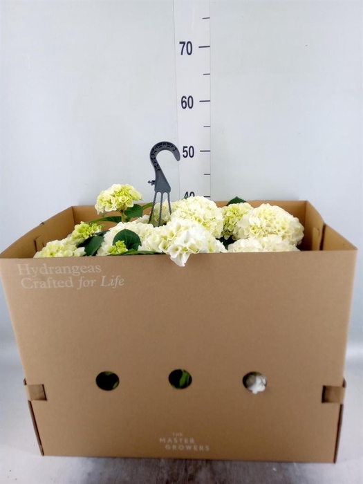 <h4>Hydrangea mac. 'Hi White Sun'</h4>