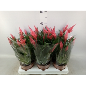 Vriesea  'Astrid'