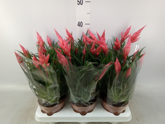 <h4>Vriesea  'Astrid'</h4>