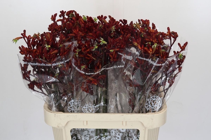 <h4>Anigozanthos Early Spring</h4>