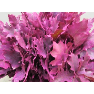 Quer Rubra Cerise L60