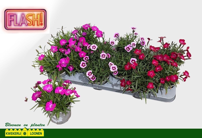 <h4>DIAN DIANTICA GEM</h4>