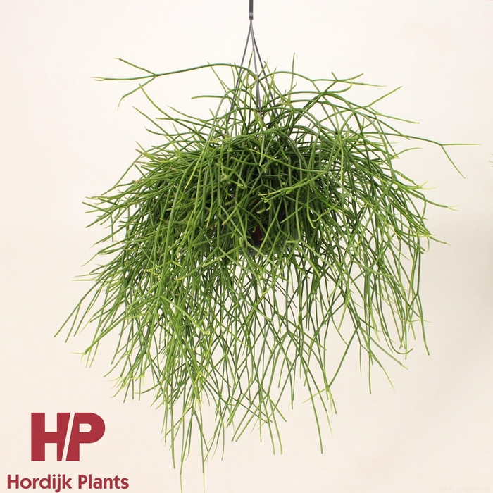 <h4>Rhipsalis pulchra 15cm</h4>