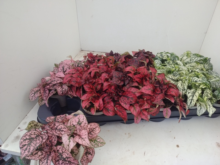 <h4>HYPOEST GEM</h4>