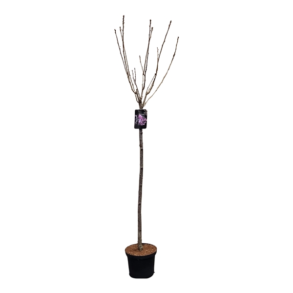 <h4>Prunus serrulata 'Kanzan' 120ST</h4>