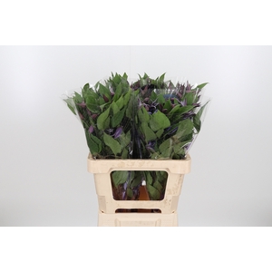 Clem Di Bl Pirouette