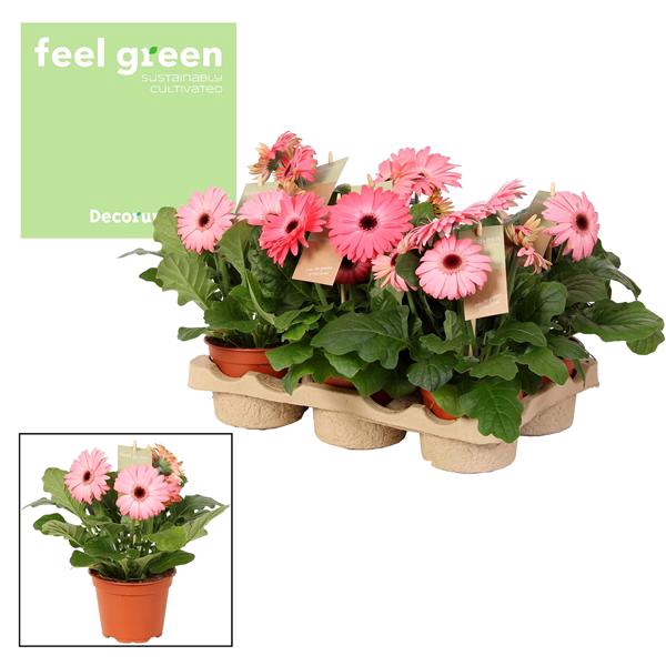 <h4>Gerbera 2-bl Pink Feel Green</h4>